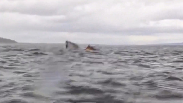 有片！男子划艇遭座頭鯨一啖吞下吐出 超驚險罕有畫面曝光！ 