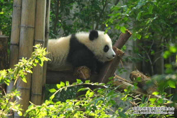 成都景點｜10大成都自由行景點合集！大熊貓園/博物館/雙子塔/古城/夜市 
