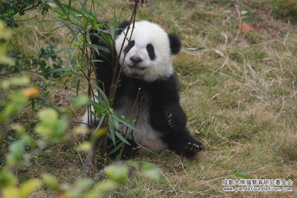 成都景點｜10大成都自由行景點合集！大熊貓園/博物館/雙子塔/古城/夜市 