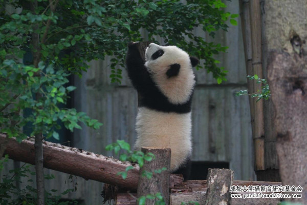成都景點｜10大成都自由行景點合集！大熊貓園/博物館/雙子塔/古城/夜市 