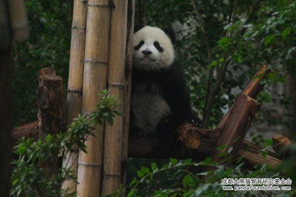 成都景點｜10大成都自由行景點合集！大熊貓園/博物館/雙子塔/古城/夜市 