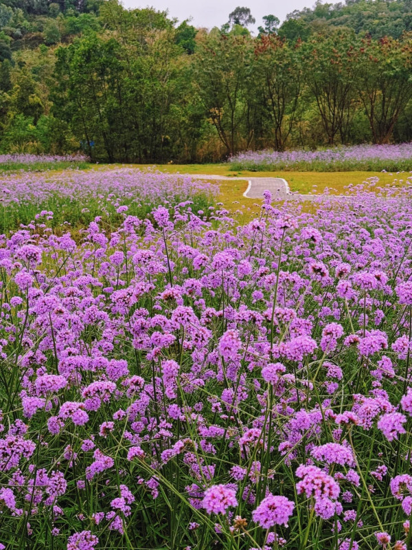 五指耙體育主題公園（圖片來源：小紅書@LAMKALEI）