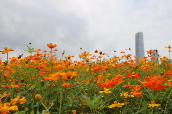 人才公園（圖片來源：小紅書@Duxia）