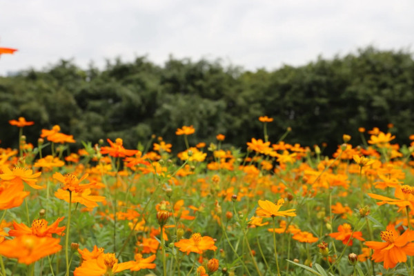 人才公園（圖片來源：小紅書@Duxia）