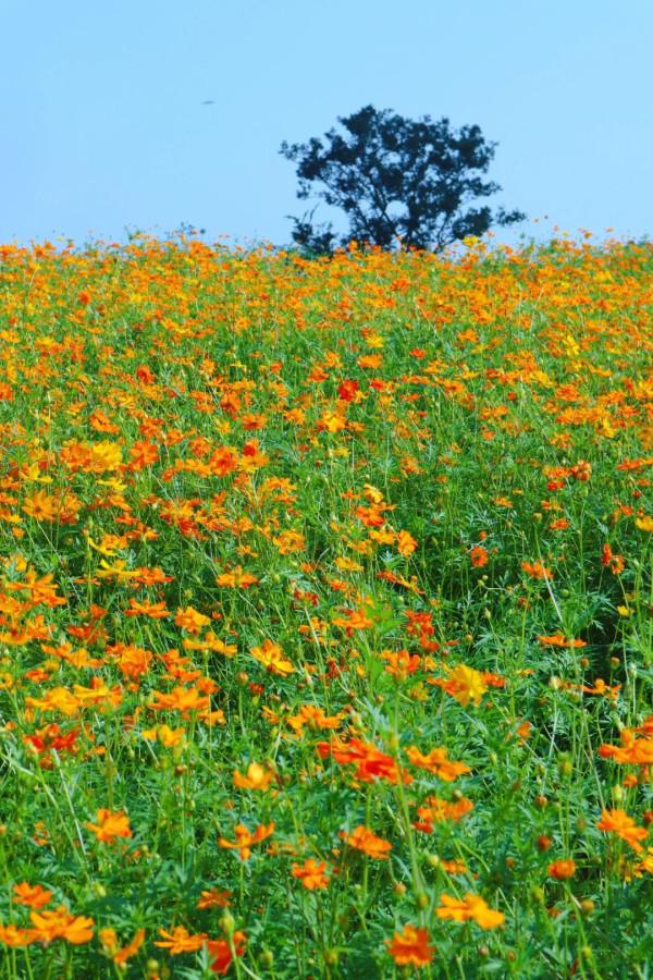 人才公園（圖片來源：小紅書@土豆）