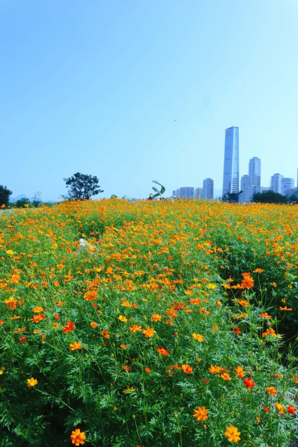 人才公園（圖片來源：小紅書@土豆）