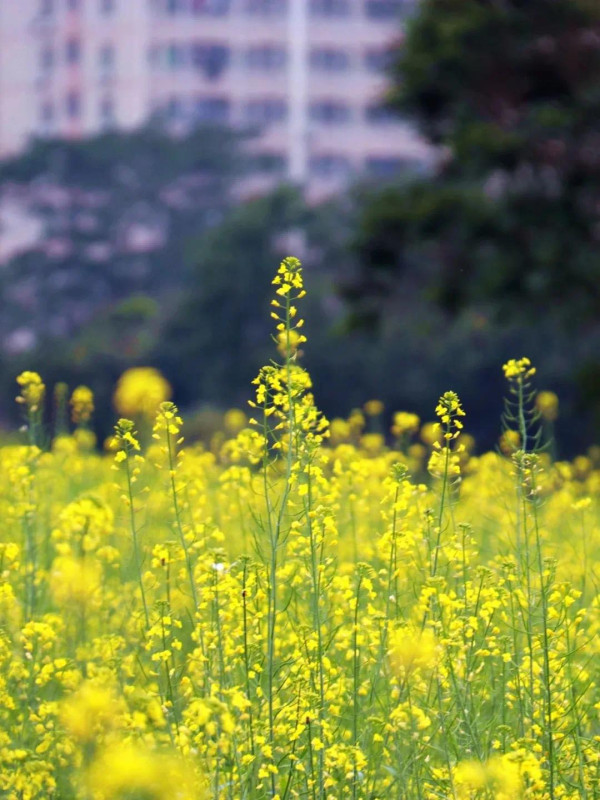 陌上花公園（圖片來源：濱海寶安微信公眾號）
