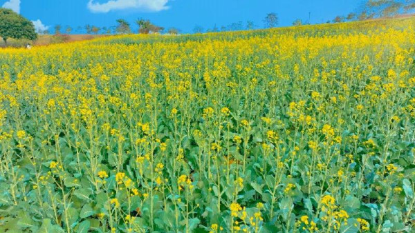 陌上花公園（圖片來源：濱海寶安微信公眾號）