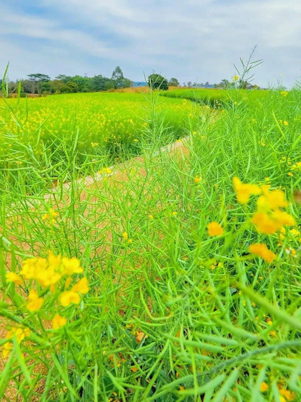 陌上花公園（圖片來源：濱海寶安微信公眾號）