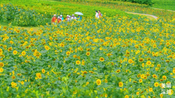 陌上花公園（圖片來源：美麗深圳微信公眾號）