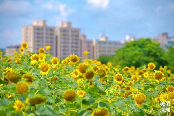 陌上花公園（圖片來源：美麗深圳微信公眾號）