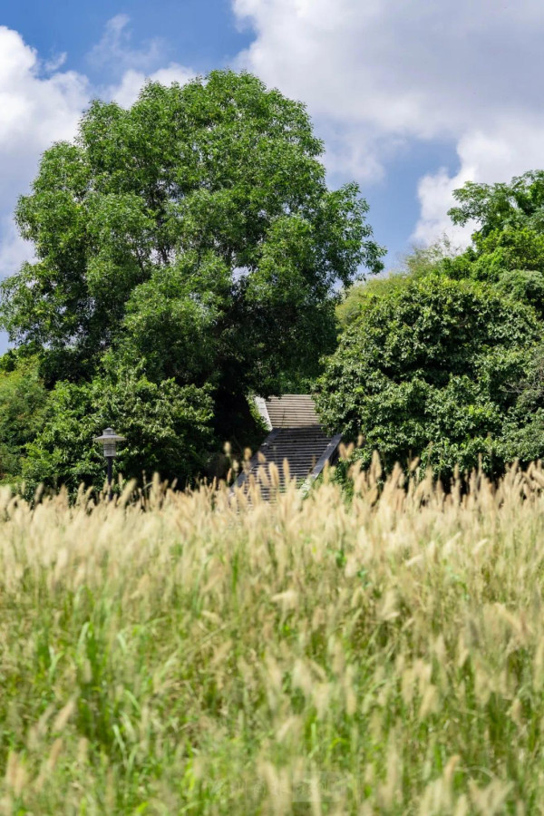 陌上花公園（圖片來源：濱海寶安微信公眾號）