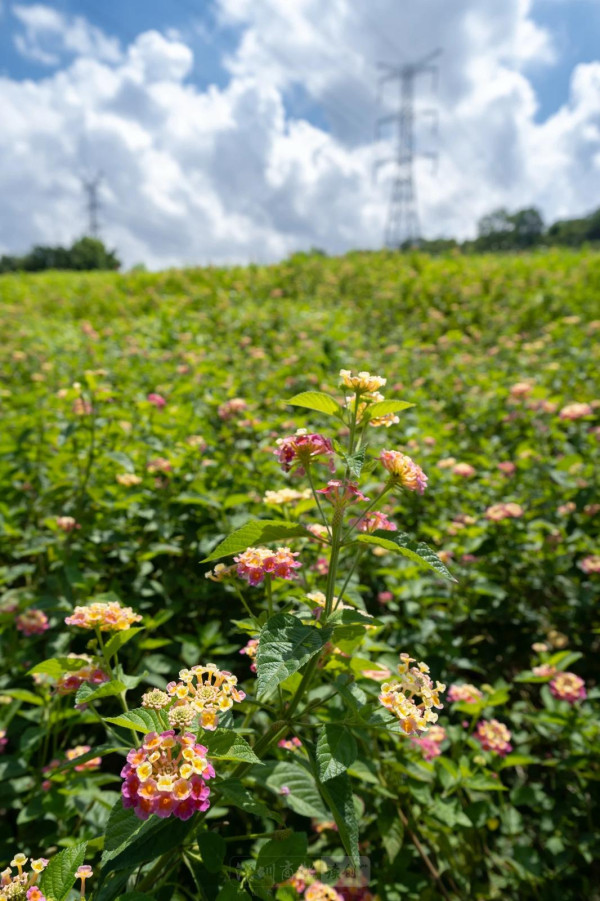 陌上花公園（圖片來源：濱海寶安微信公眾號）