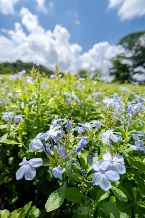 陌上花公園（圖片來源：濱海寶安微信公眾號）