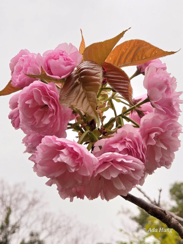 元朗賞櫻花好去處