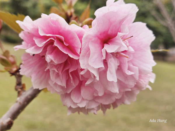 元朗賞櫻花好去處