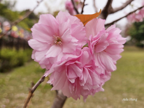 元朗賞櫻花好去處