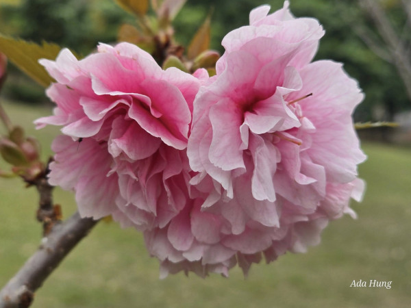 元朗賞櫻花好去處