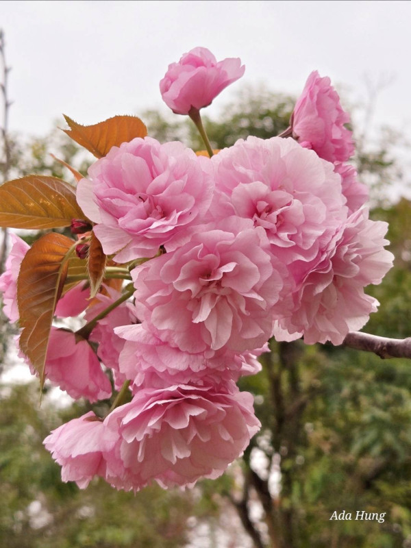 元朗賞櫻花好去處