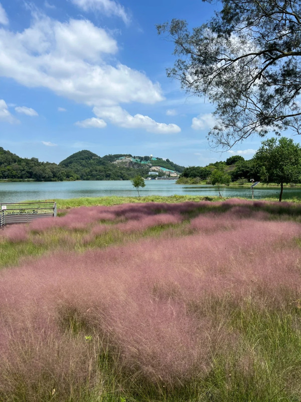 金鐘湖公園(圖片來源:小紅書@梁家富女) 金鐘湖公園(圖片來源:小紅書@梁家富女)