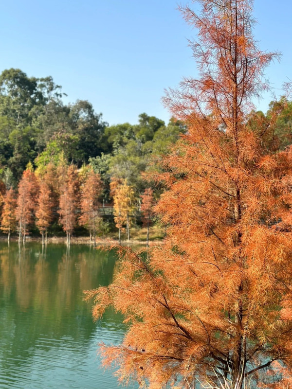 金鐘湖公園(圖片來源:小紅書@想吃麥當當) 金鐘湖公園(圖片來源:小紅書@想吃麥當當)