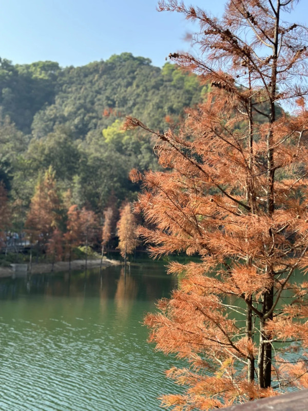 金鐘湖公園(圖片來源:小紅書@想吃麥當當) 金鐘湖公園(圖片來源:小紅書@想吃麥當當)