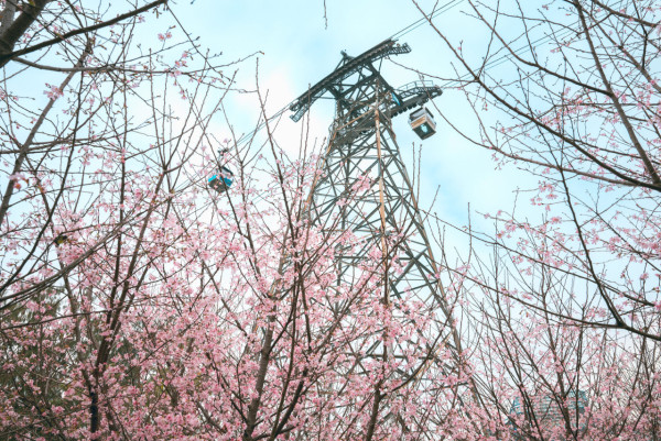 機場櫻花園即日起免費開放！「櫻花海岸」海邊打卡粉紅花海/纜車站