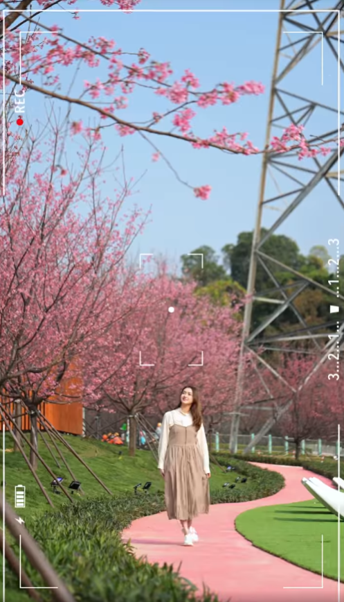 機場櫻花園即日起免費開放！「櫻花海岸」海邊打卡粉紅花海/纜車站