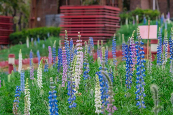 千燈湖公園（圖片來源：佛山發布微信公眾號）