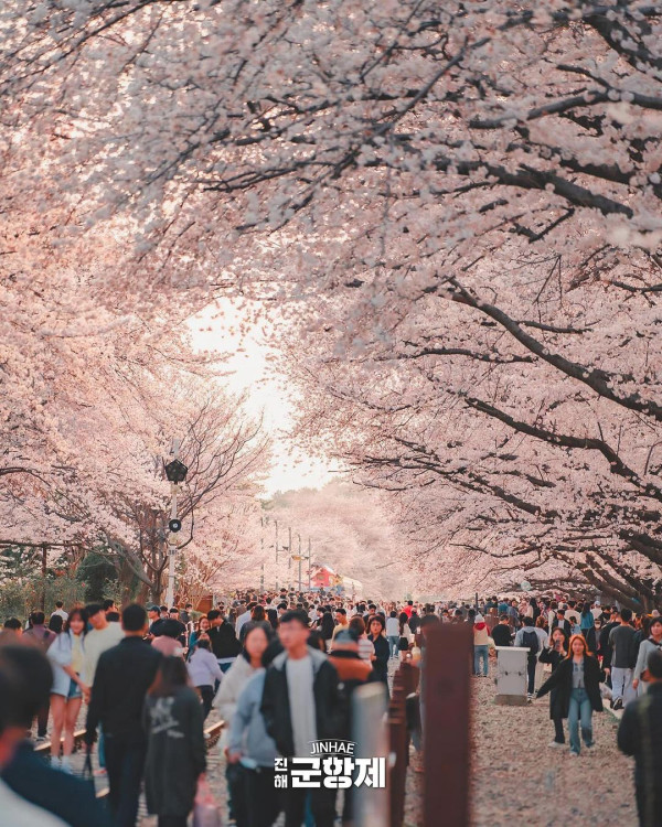鎮海櫻花2025|鎮海軍港節一日遊 交通攻略+5大賞櫻景點推介!附花期預測