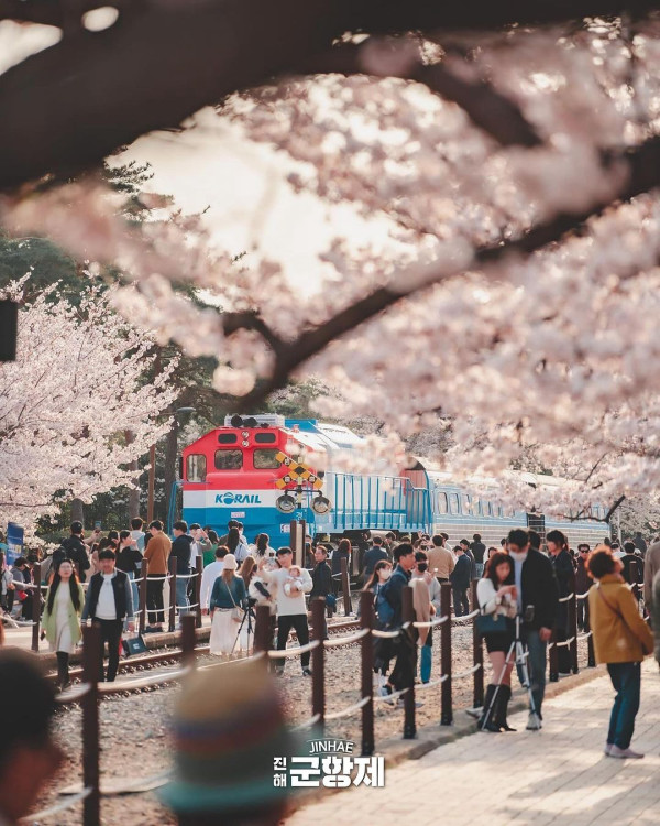 鎮海櫻花2025|鎮海軍港節一日遊 交通攻略+5大賞櫻景點推介!附花期預測