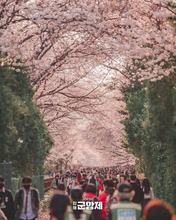 鎮海櫻花2025|鎮海軍港節一日遊 交通攻略+5大賞櫻景點推介!附花期預測