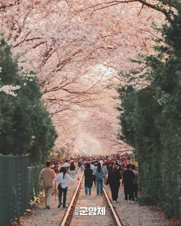 鎮海櫻花2025|鎮海軍港節一日遊 交通攻略+5大賞櫻景點推介!附花期預測