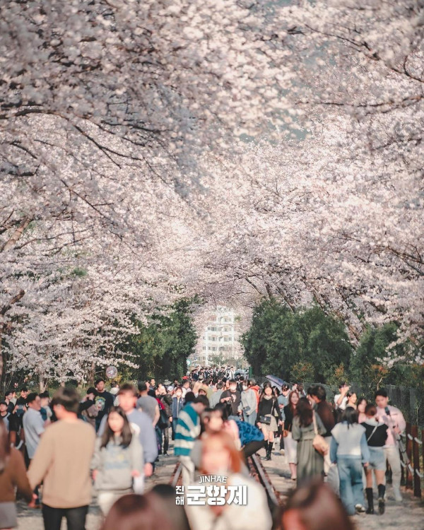 鎮海櫻花2025|鎮海軍港節一日遊 交通攻略+5大賞櫻景點推介!附花期預測