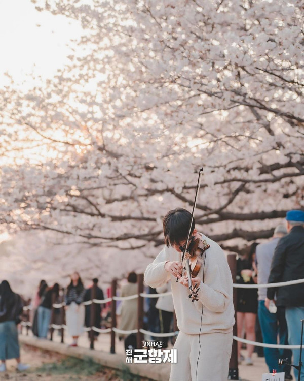 鎮海櫻花2025|鎮海軍港節一日遊 交通攻略+5大賞櫻景點推介!附花期預測