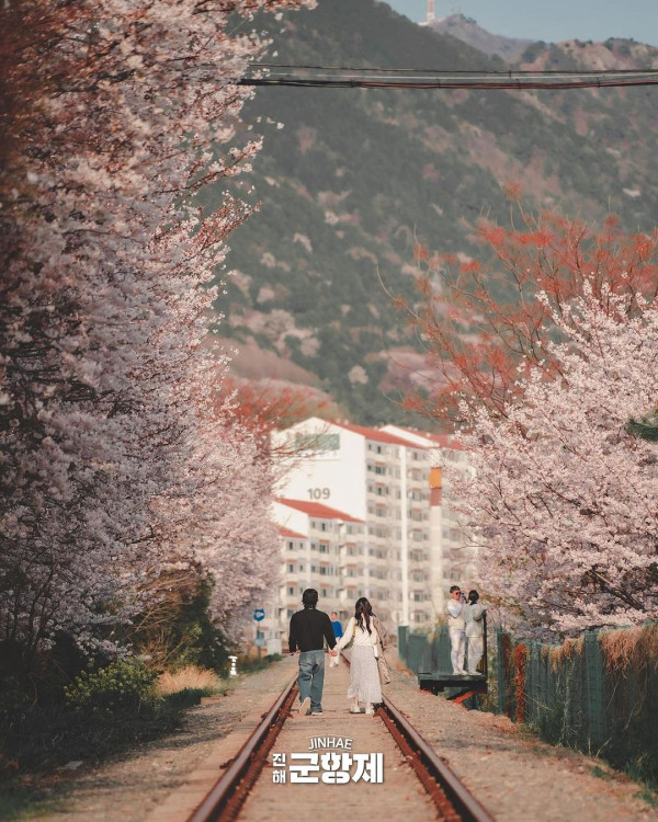 鎮海櫻花2025|鎮海軍港節一日遊 交通攻略+5大賞櫻景點推介!附花期預測