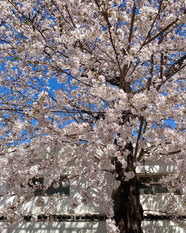 鎮海櫻花2025|鎮海軍港節一日遊 交通攻略+5大賞櫻景點推介!附花期預測
