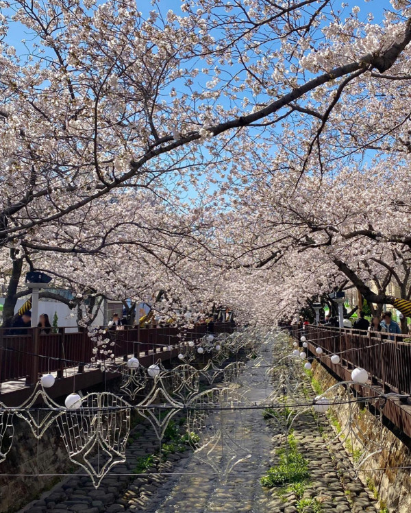 鎮海櫻花2025|鎮海軍港節一日遊 交通攻略+5大賞櫻景點推介!附花期預測