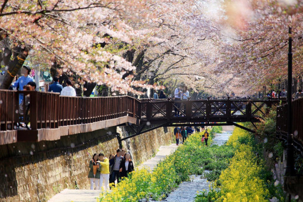 鎮海櫻花2025|鎮海軍港節一日遊 交通攻略+5大賞櫻景點推介!附花期預測