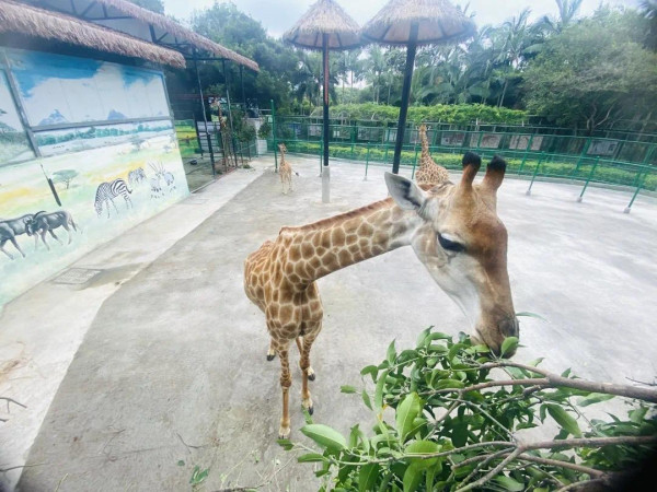 紫馬嶺動物園(圖片來源:中山市紫馬嶺動物園微信公眾號) 紫馬嶺動物園(圖片來源:中山市紫馬嶺動物園微信公眾號)