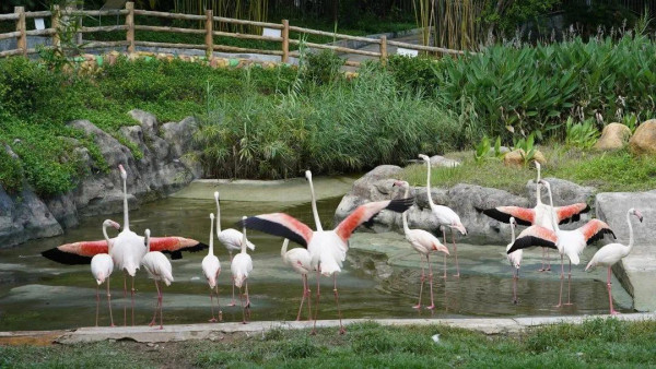 紫馬嶺動物園(圖片來源:中山市紫馬嶺動物園微信公眾號) 紫馬嶺動物園(圖片來源:中山市紫馬嶺動物園微信公眾號)