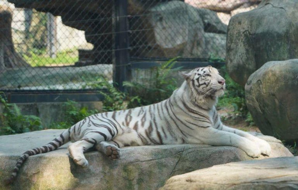 紫馬嶺動物園(圖片來源:中山市紫馬嶺動物園微信公眾號) 紫馬嶺動物園(圖片來源:中山市紫馬嶺動物園微信公眾號)