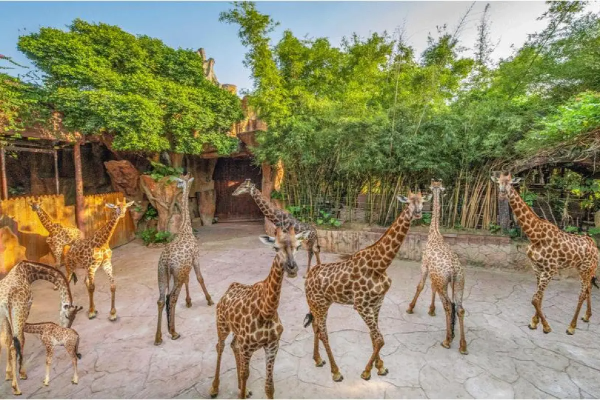 順德旅遊景點好去處|10大必去推介!親子Snoopy樂園/文青打卡碼頭/古風千年水鄉