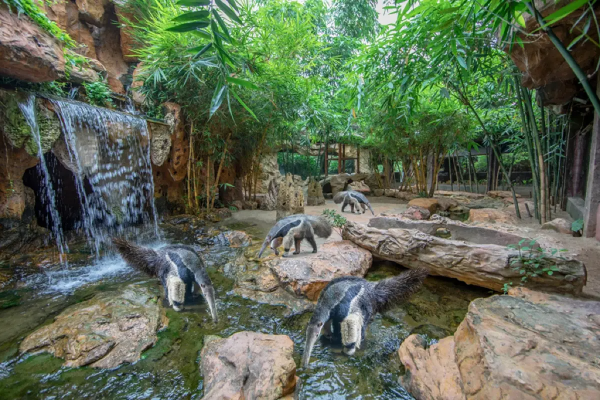 順德旅遊景點好去處|10大必去推介!親子Snoopy樂園/文青打卡碼頭/古風千年水鄉