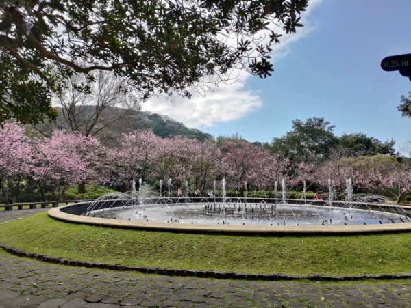 陽明山櫻花（圖片來源：陽明山花季）