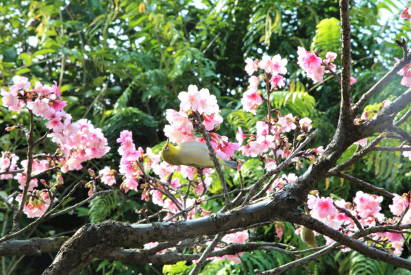 中正紀念堂櫻花（圖片來源：Facebook@中正紀念堂）