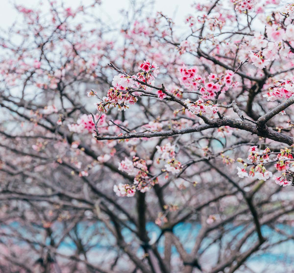 樂活公園櫻花（圖片來源：樂活夜櫻季）