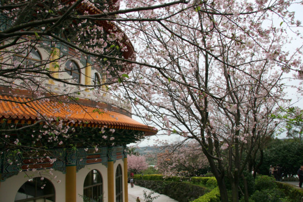 無極天元宮櫻花（圖片來源：無極天元宮）