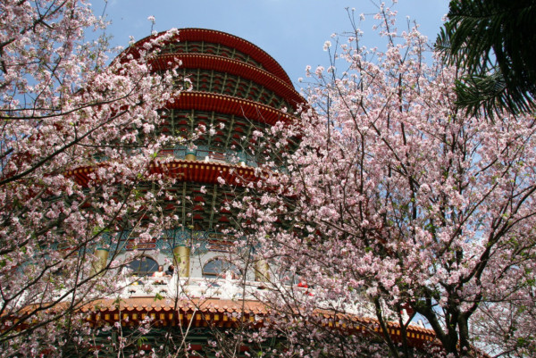 無極天元宮櫻花（圖片來源：無極天元宮）