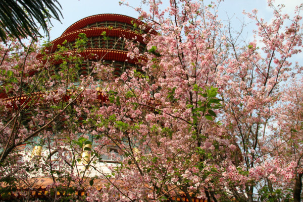 無極天元宮櫻花（圖片來源：無極天元宮）